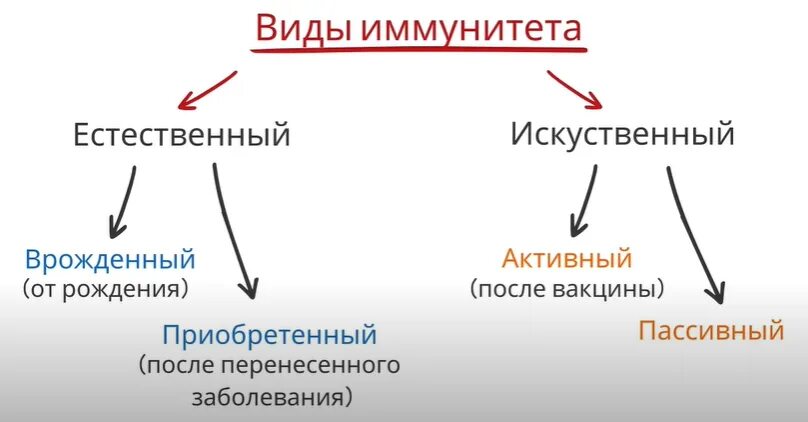 Схема классификации видов иммунитета. Иммунитет классификация иммунитета. Классификация приобретенного иммунитета. Классификация видов иммунитета физиология.