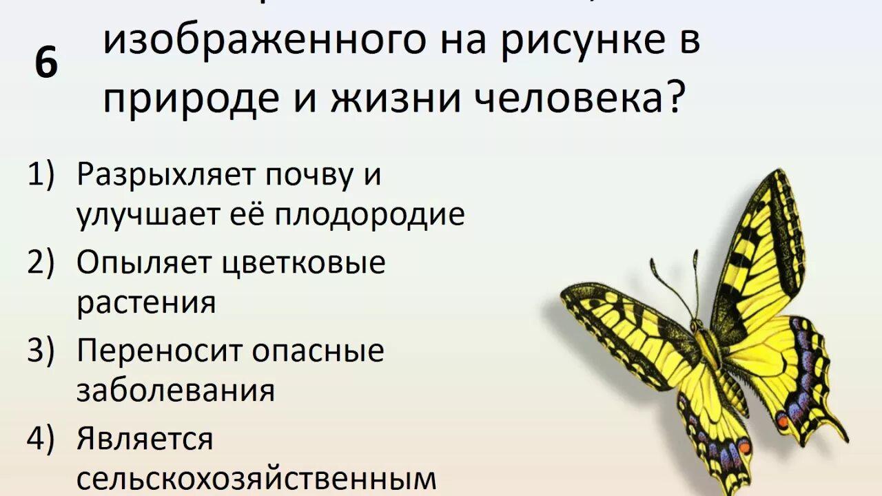 В чем состоит роль животных. Роль животных в природе и для человека. Значение животных в природе. Роль животных в природе и жизни человека. Значение животных в жизни человека.