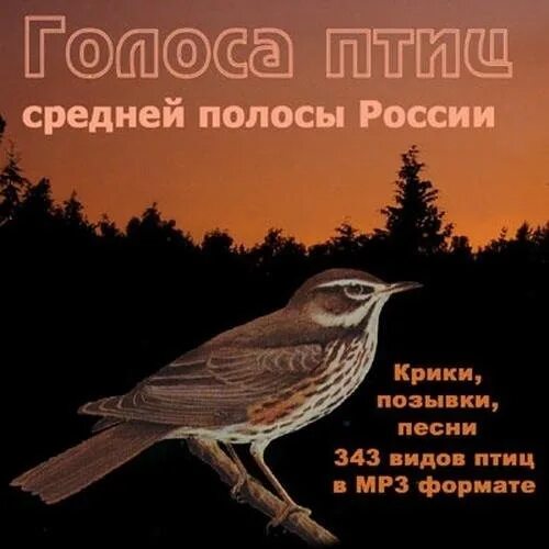 Птицы средней полосы. Голоса птиц России. Голоса птиц Подмосковья. Ночные птицы средней полосы России звуки.