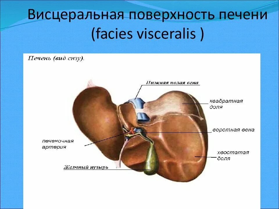 В ворота печени входят. Доли печени висцеральная поверхность схема. Печень строение анатомия висцеральная поверхность. Печень анатомия висцеральная поверхность борозды. Диафрагмальная поверхность печени анатомия.