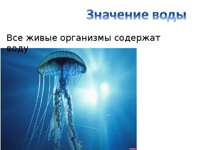 Вода в живых организмах. Влияние воды на живые организмы. Вода в жизни живых организмов. Роль воды в жизни живых организмов.