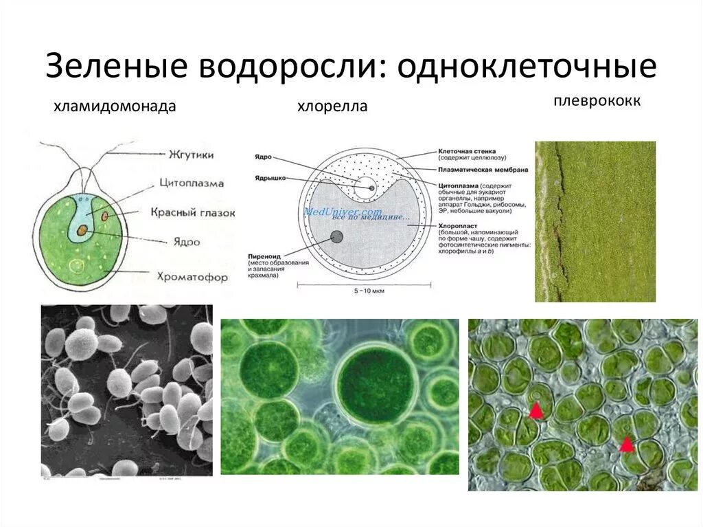 Какие водоросли являются одноклеточными. Зелёные водоросли хлорелла одноклеточеые. Хлорелла строение клетки. Плеврококк одноклеточная. Одноклеточная зелёная водоросль шаровидной формы.