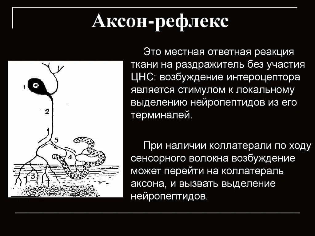 Понятие об Аксон рефлексе физиология. Аксон рефлекс схема. Вегетативные рефлексы: Аксон-рефлексы. Аксон рефлекс патофизиология.