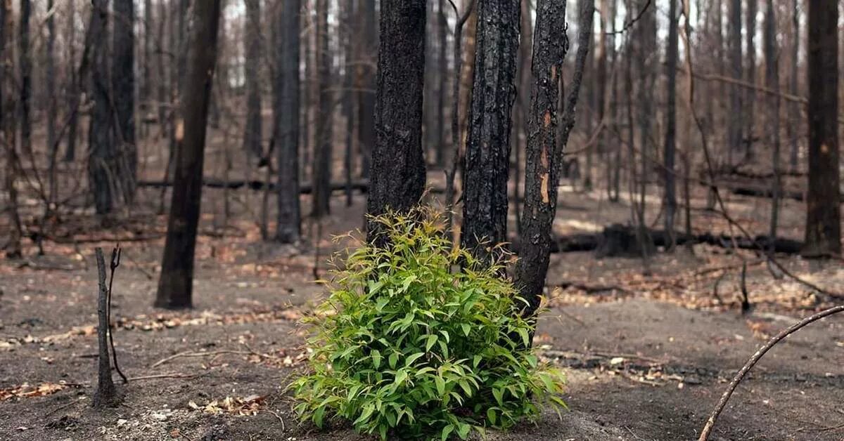 Возрождение леса. Лес после пожара. Возрождение леса после пожара. Трава после пожара в лесу. Естественное возобновление леса после пожара.