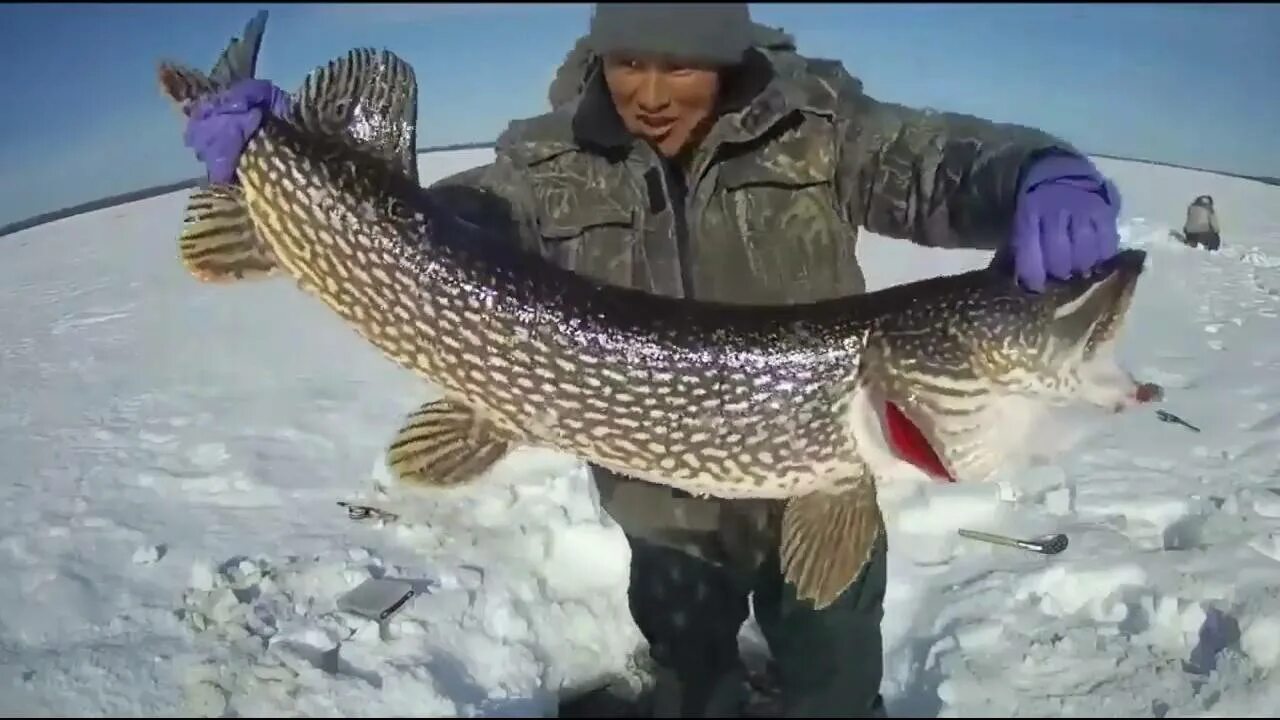 Ловим щуку видео. Зимняя рыбалка на щуку в Якутии. Якутская щука. Щука в Якутии. Рыбалка на щуку в Якутии.