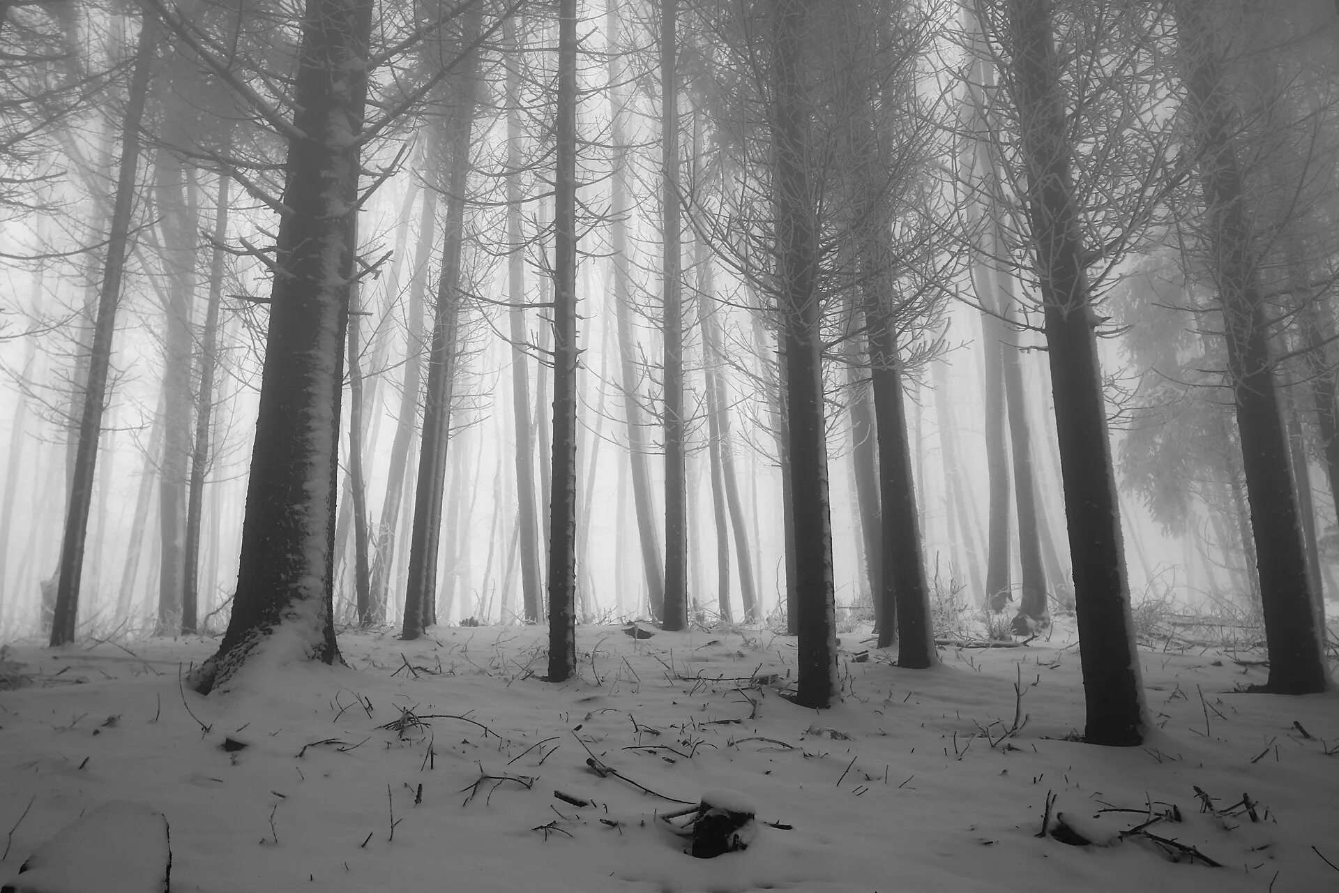 Зима. Белый лес. Холодный лес. Зимой в лесу. Заснеженный лес.