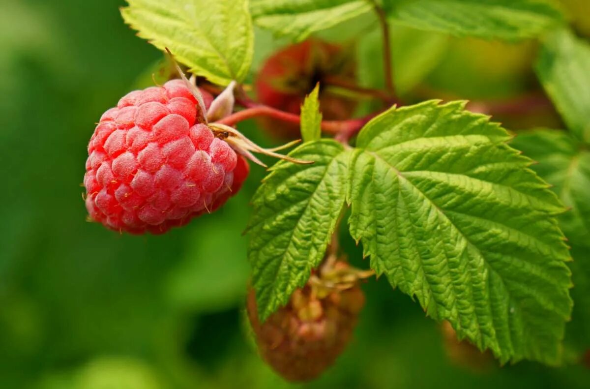 Малинки малинки. Зовут малинка. Зовут малинка. Зовут малинка. Ягода малинка ягода малинка.