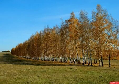 След золотая осень