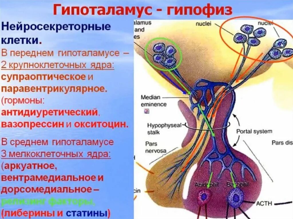 Гистология гипоталамуса гипоталамо гормон. Схема строения гипоталамо гипофизарной нейросекреторной системы. Нипоталямогипофизаоная система гистология. Гипоталамо-гипофизарная система гистология.