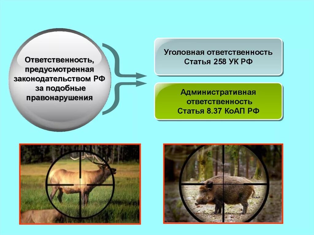 Решение браконьерства. Презентация на тему браконьерство. последствия браконьерства.