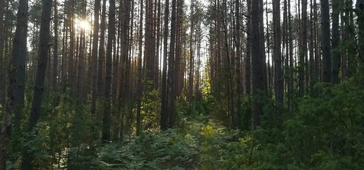 Можно ли посещать леса. Брестская область леса. Барановичи лес. Жара в лесу. Зной в лесу.