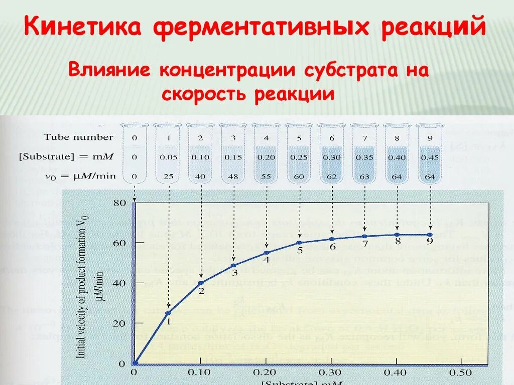 Зависимость ферментов от концентрации субстрата. Влияние концентрации субстрата на активность фермента. Влияние концентрации субстрата на скорость реакции. Влияние концентрации на скорость реакции кинетики. Влияние концентрации субстрата на скорость ферментативной реакции.