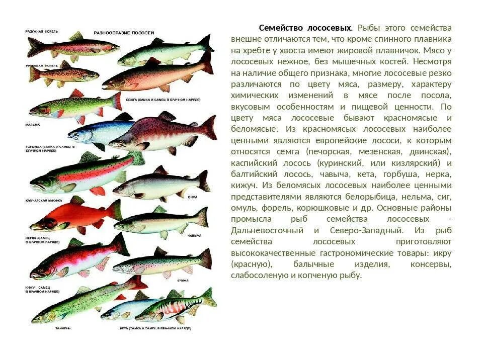 Название рыбы семейства горбуша. Промысловая рыба семейства лососевых. Таблица нереста лососевых рыб. Горбуша рыба семейства лососевых. Породы красных рыб