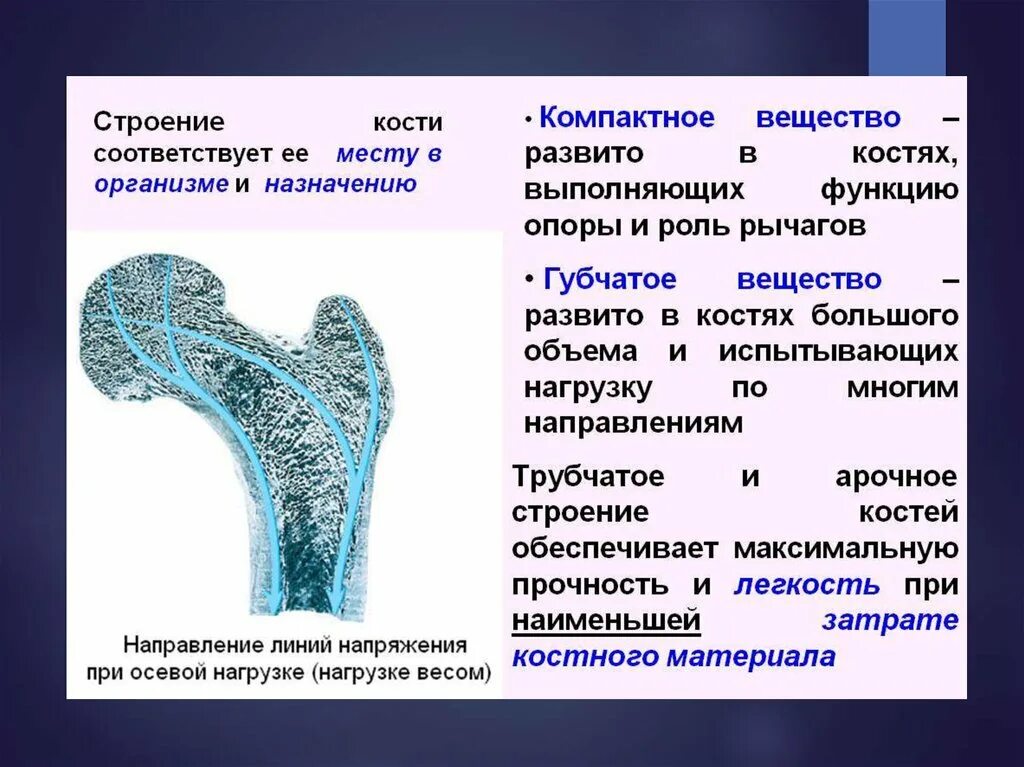 Какую функцию выполняет компактное вещество. Губчатое и компактное вещество функции. Компактное и губчатое вещество кости. Компактное и губчатое вещество кости таблица. Губчатое и компактное вещество строение функции.