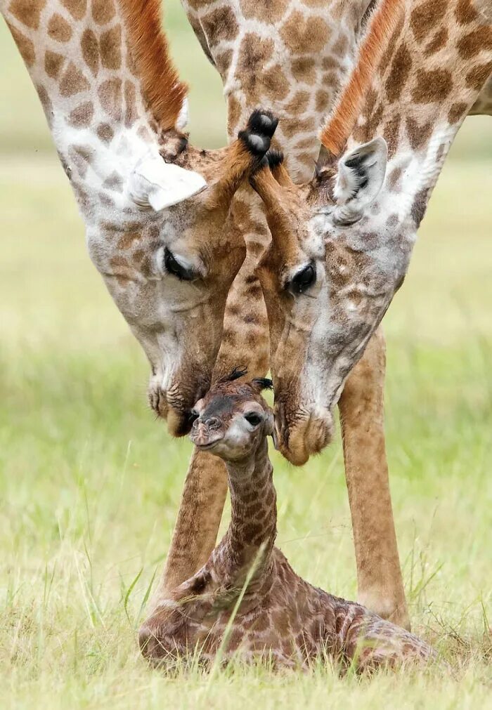 Сколько всего детенышей жирафа родилось за два. Самка жирафа. Новорожденный Жираф. Детёныш жирафа новорожденный. Жираф с детенышем.