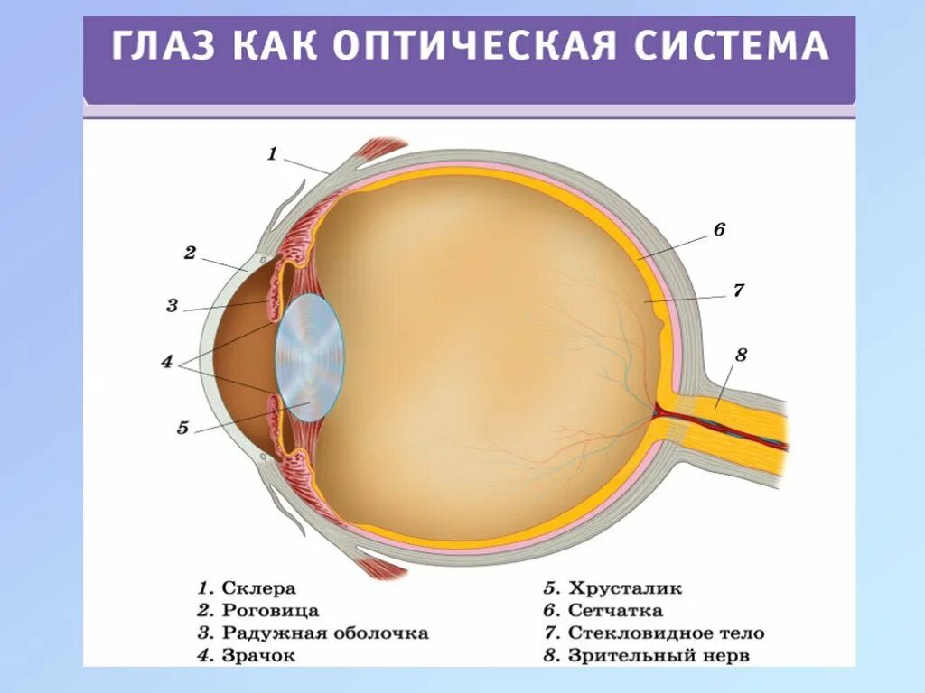 Строение глаза оптическая система глаза. Строение оптической системы глаза человека. Оптическая система глазного яблока. Перечислить компоненты оптической системы глаза. К оптической системе глаза относятся роговица хрусталик