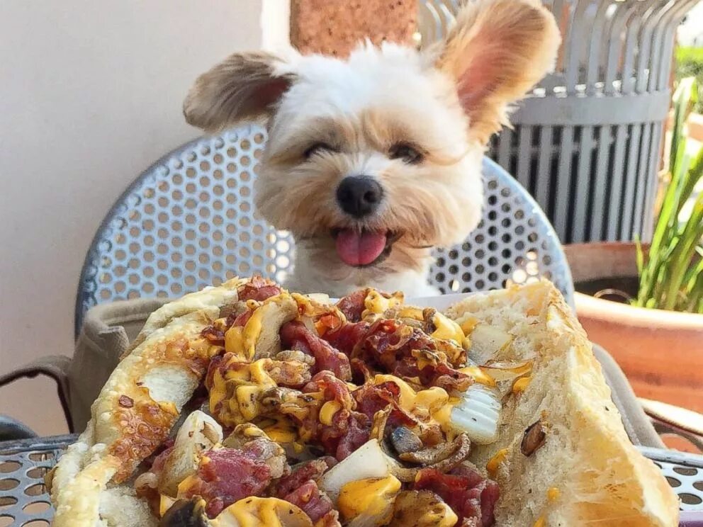 Сытый кот. Довольный сытый человек. Сытый кот мем. Котик с едой. Котик с едой.