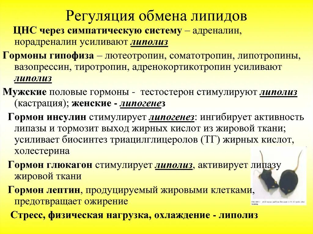 Гормоны принимают участие в. Нервно гуморальная регуляция липидного обмена. Гормоны регулирующие липидный обмен. Регулчцич обмена липижоа. Гормональная регуляция липидного обмена.