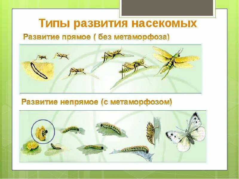Развитие метаморфоза характерно для. Прямое и Непрямое развитие насекомых. Тип развития животных насекомых. Типы развития насекомых. Прямое превращение насекомых.