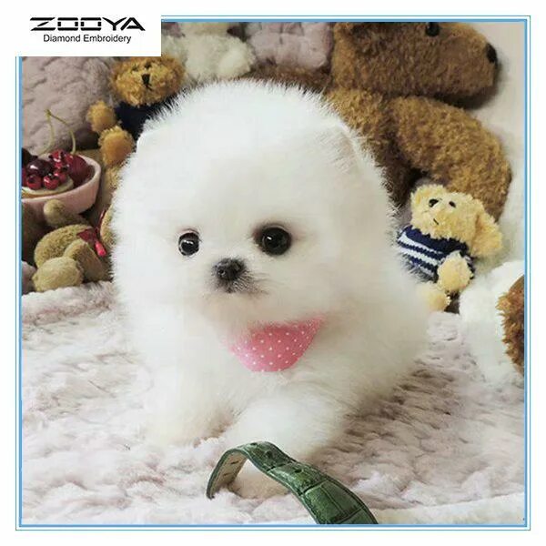Cute puppy Cute animals, Cute dogs, Pets