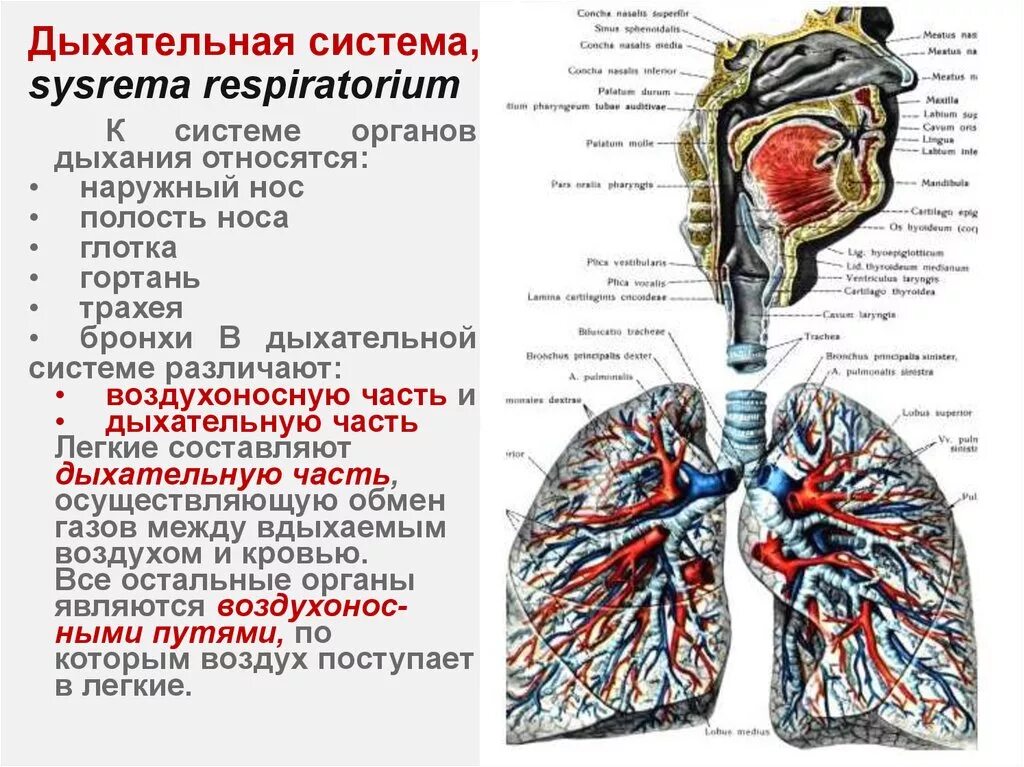 Дыхательная система человека строение и функции. Строение отделов дыхательной системы. Дыхательная система легкие и бронхи. Классификация органов дыхательной системы.