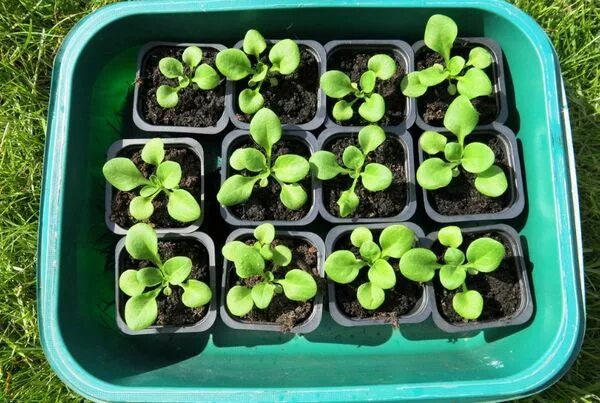 цветы которые сеют в декабре. рассада овощей. цветы рассада. рассада овощей. рассада овощей.