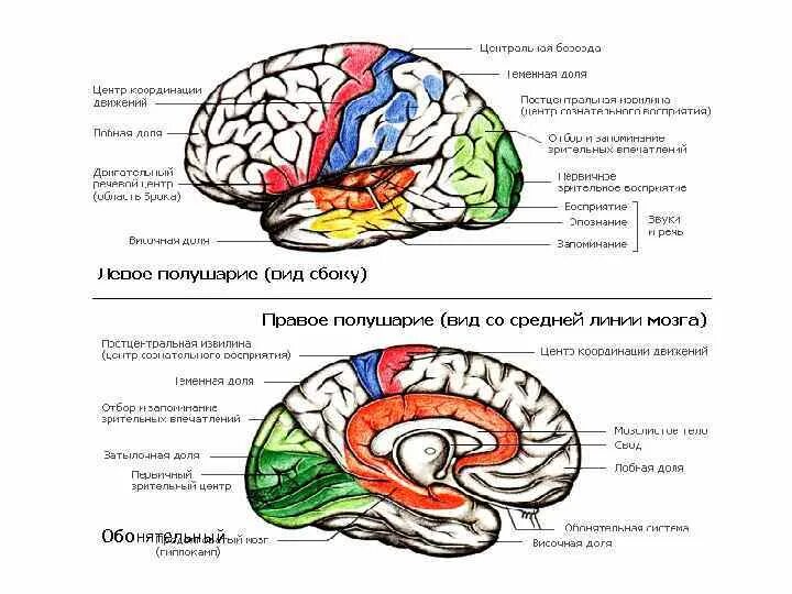 Функции лобной доли головного мозга таблица. За что отвечает лобный отдел головного мозга. Доли мозга за что отвечают. Функции лобной доли головного мозга человека