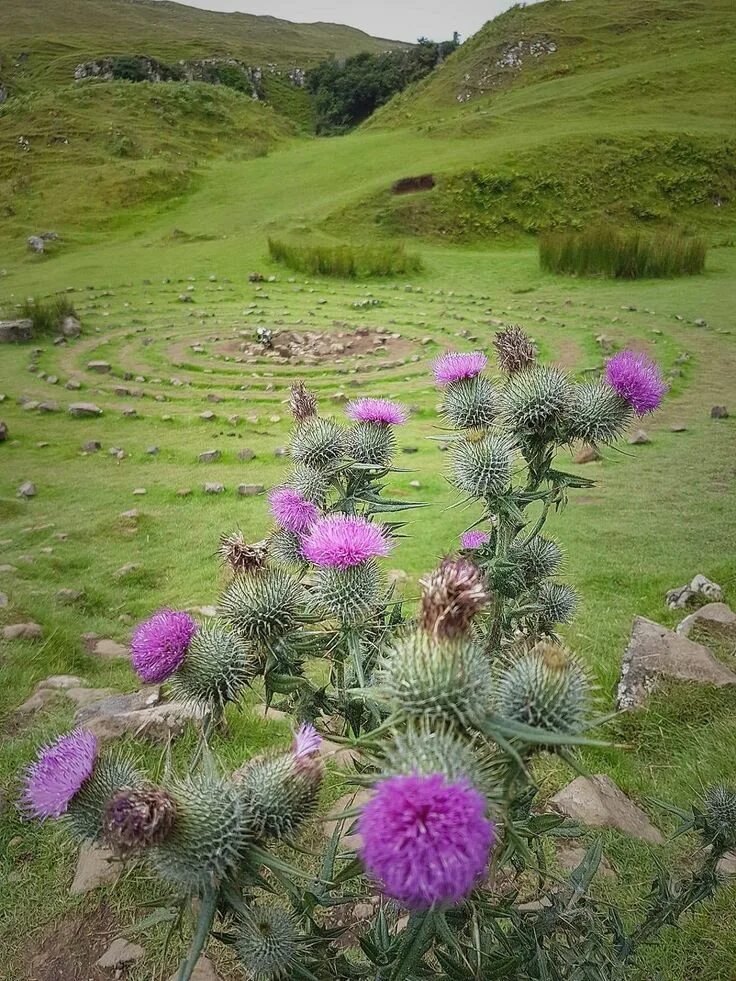 Scotland plants. Чертополох Шотландия. Чертополох растение Шотландии. Вересковые пустоши Шотландии. Вересковые холмы Шотландии.