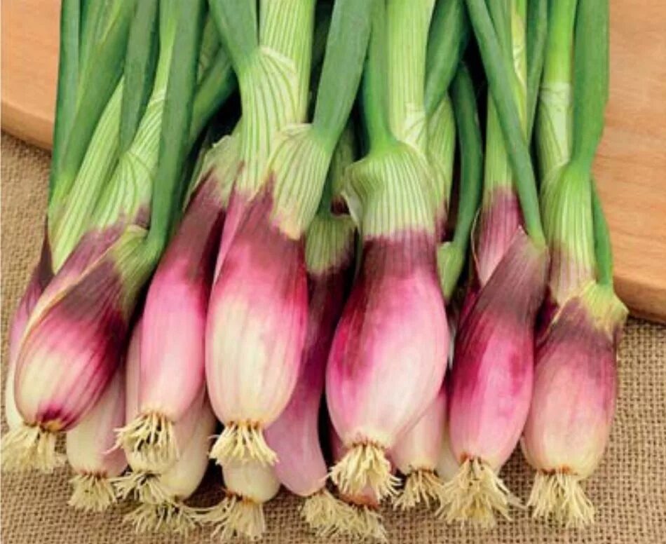 Как называется луковица. Лук шалот стиляга семена. Видоизменение побегов луковица строение. Лук-шалот. Лук батун луковица.