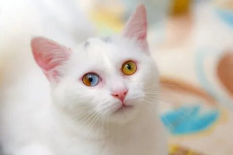 Какие кошки с разными глазами