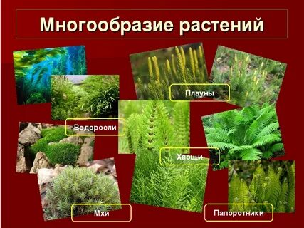 Голосеменные красные водоросли мхи плауновидные что лишнее