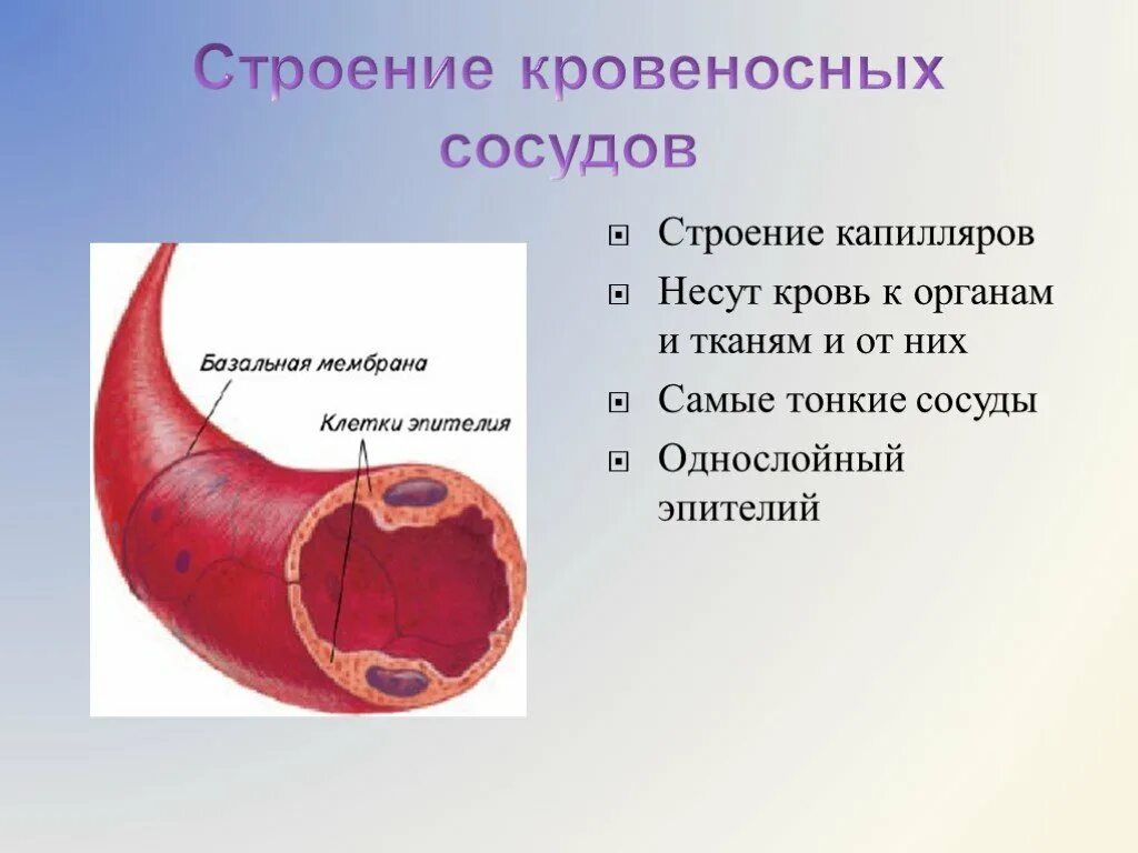 Строение капилляров. Строение стенки капилляра. Строение капидяра. Структура капилляра. Имеют однослойные стенки возвращают кровь к сердцу