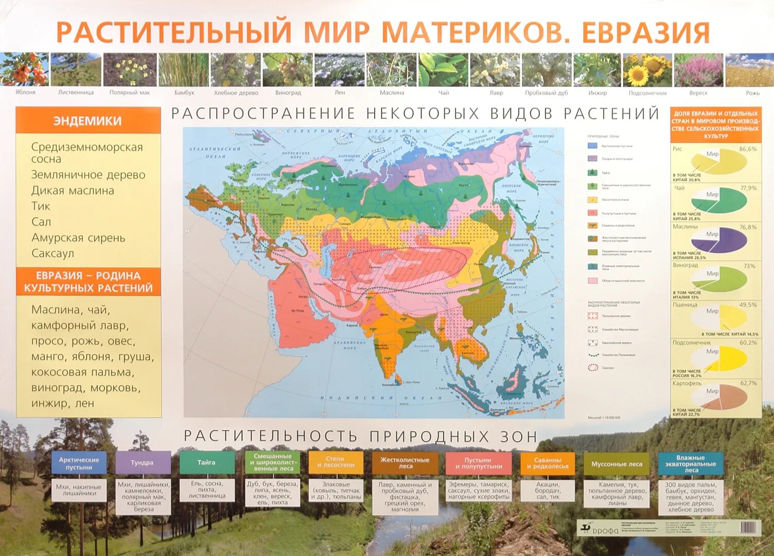 Растительный мир Евразии 7 класс география. Материк Евразия растительный мир. Растительный мир материков.