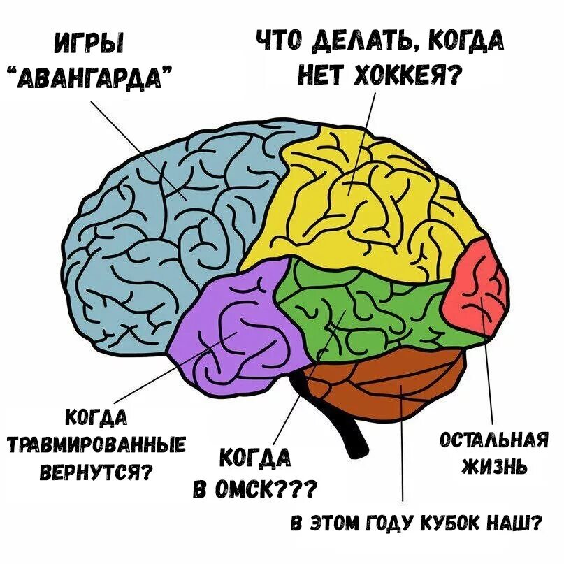 Za chto. Части мозга. Отделы мозга. Зона мозга отвечающая за память. Участки головного мозга.