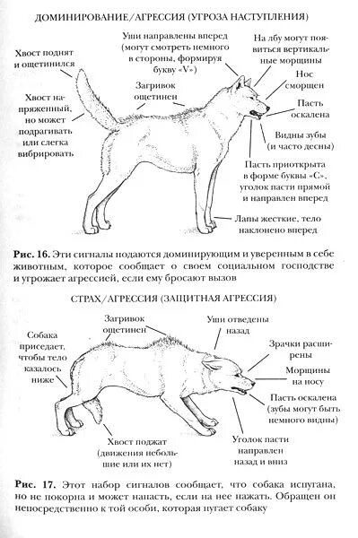 Поведение собак характеристика. Язык тела собаки. Поведение собак. Язык тела собаки хвост. Поведение собак в картинках.