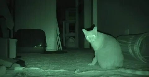 Почему кошки ночью