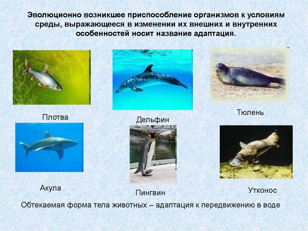 Черты приспособленности организмов к водной среде обитания. Приспособление животных к среде. Приспособление животных к условиям среды. Приспособленность к условиям среды. Приспособление организмов к условиям среды.