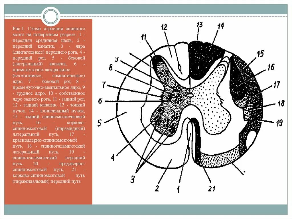 Спинной мозг обозначения. Схема поперечного среза спинного мозга. Схема внутреннего строения спинного мозга поперечный разрез. Строение поперечного сечения спинного мозга. Строение спинного мозга на поперечном разрезе.