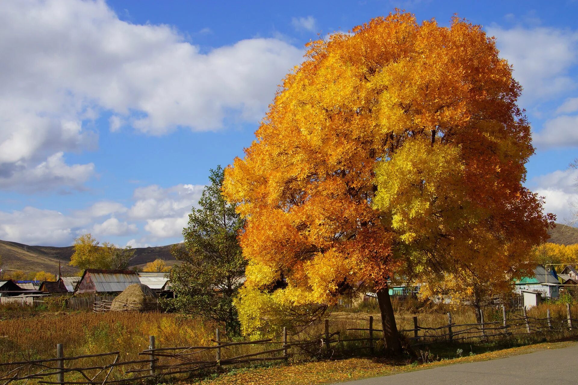 Autumn live