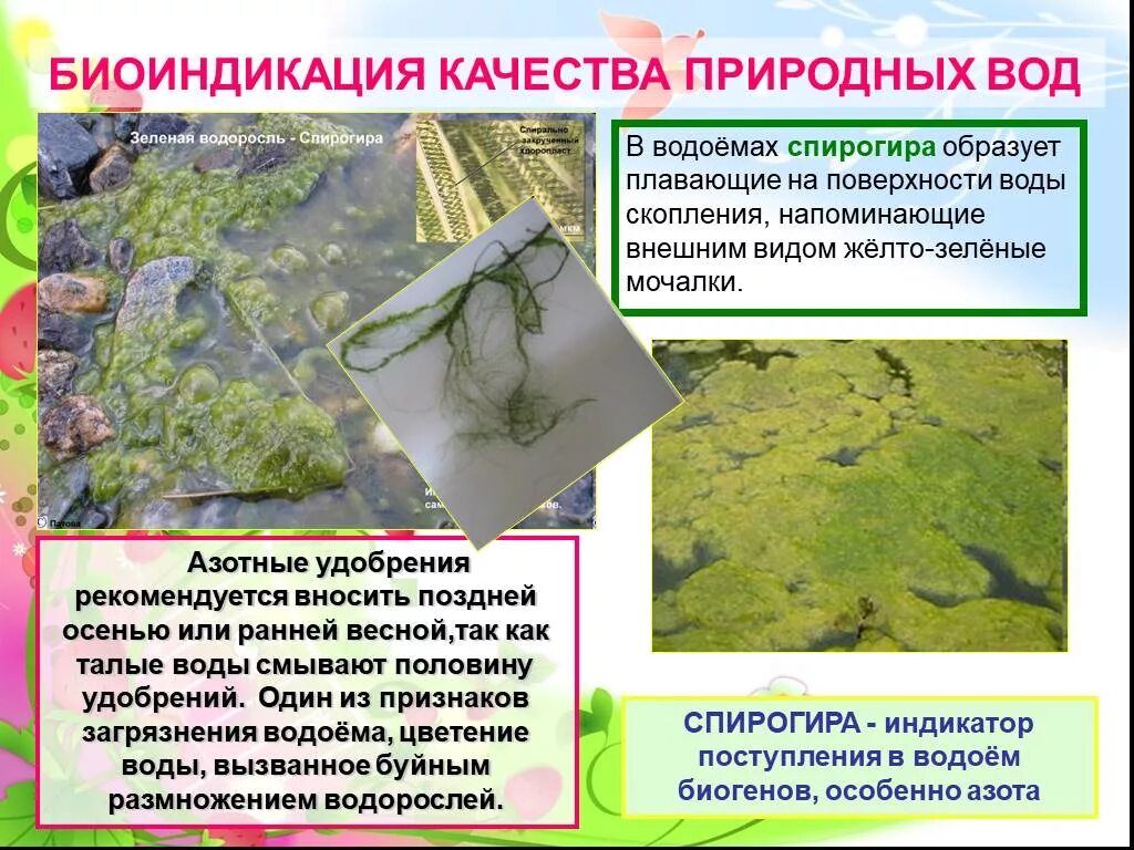 Водорослям крышка