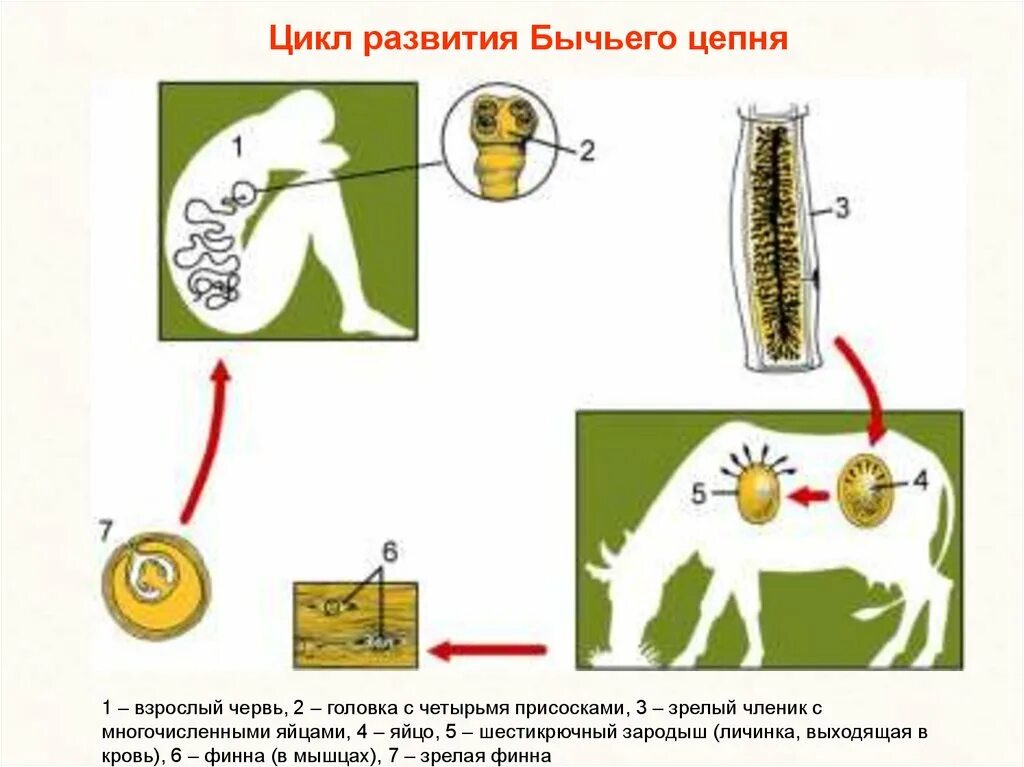 Стадии развития цепня. Жизненный цикл бычьего цепня схема. Цикл развития бычьего цепня рисунок. Бычий цепень жизненный цикл схема. Цикл развития бычьего цепня.