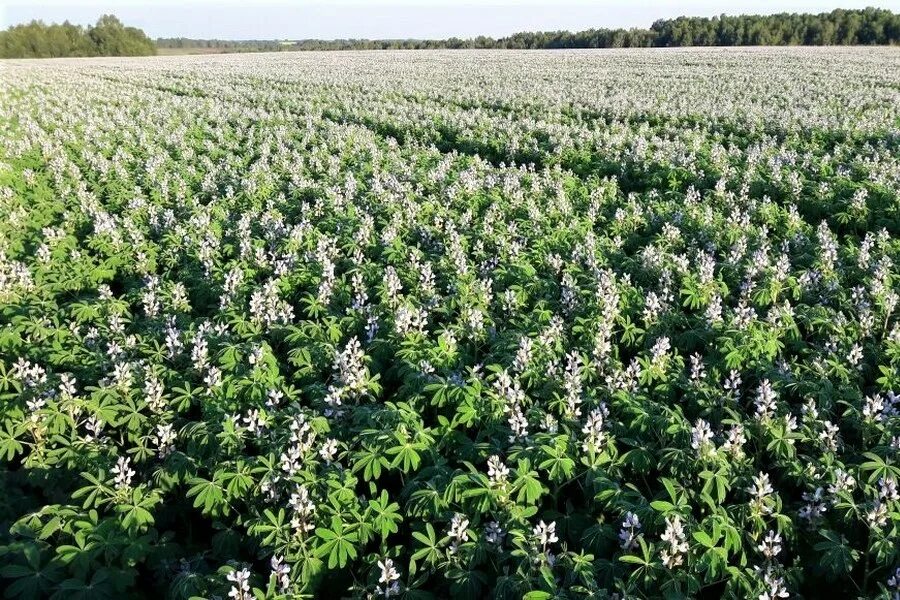 Растениеводство сорт сичелия. Растениеводство в Пензенской области фотографии. Russian plants