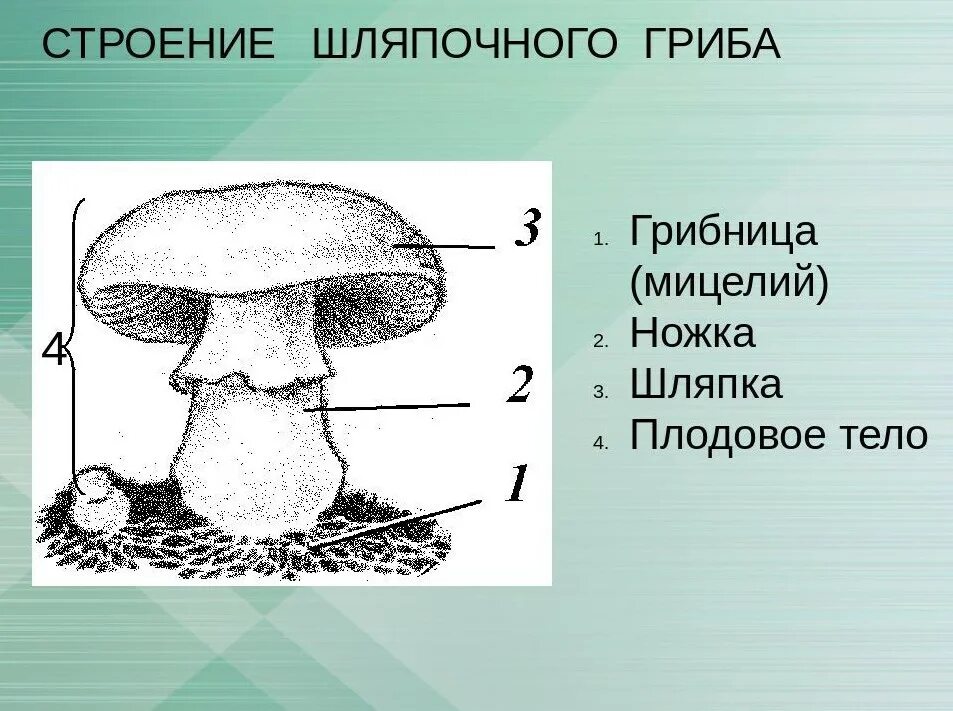 Схема плодовое тело шляпочного гриба. Строение плодового тела шляпочного гриба. Рассмотрите рисунок строение шляпочного гриба. Строение шляпочного гриба рисунок. Из чего состоит шляпка гриба