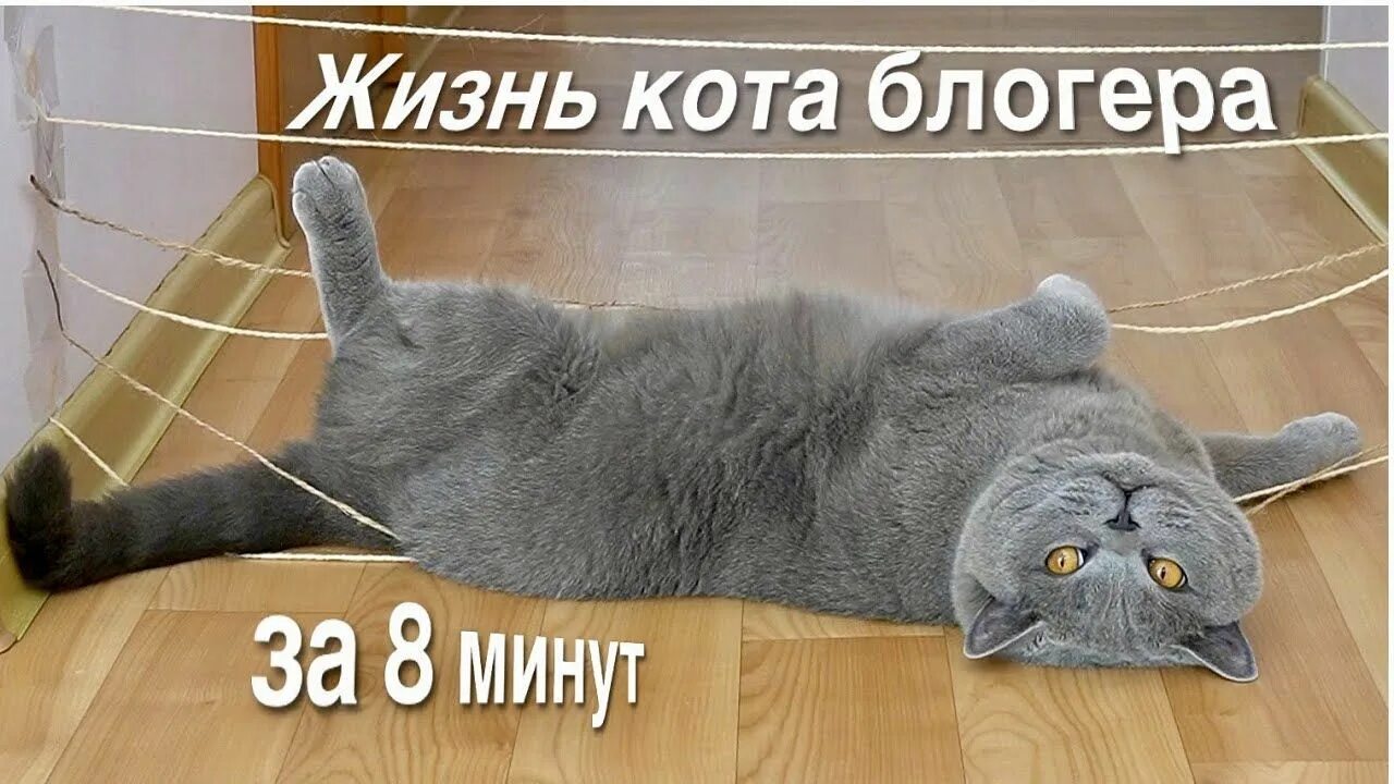 Блогер кошка. Кот блоггер. Кошки блоггеры. Весёлый кот блоггер. Смешные кошки блоггер.