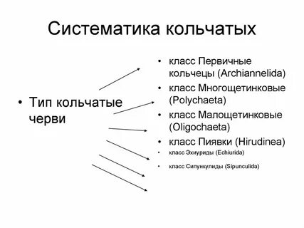 Систематика червей