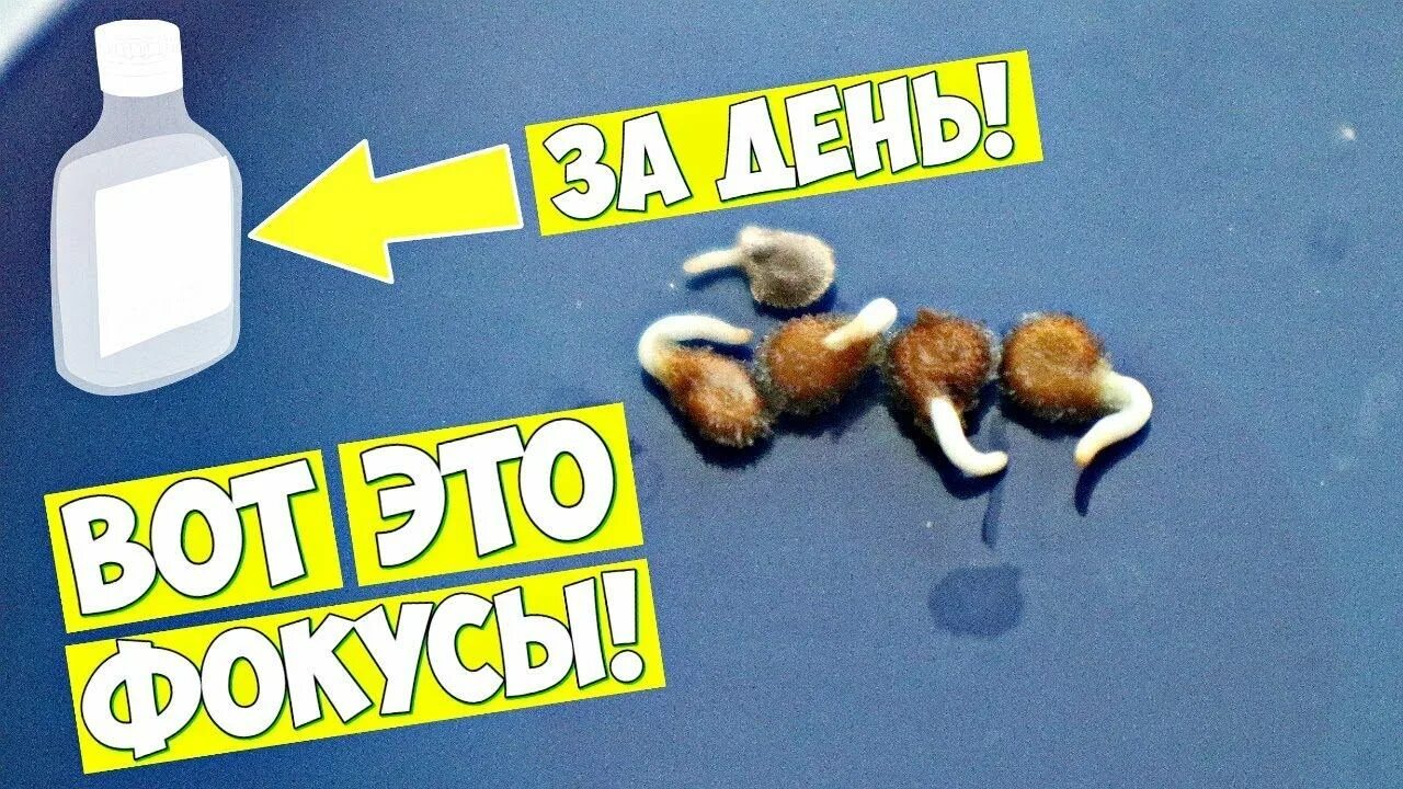 Надо ли промывать семена