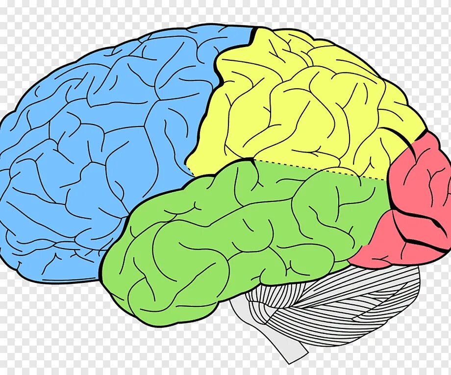 Большой мозг рисунок. Мозг по долям. Зоны коры головного мозга. Хвостовые доли мозга.
