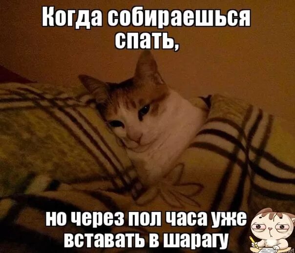 Мемы с котами про сон. Я спать картинки.