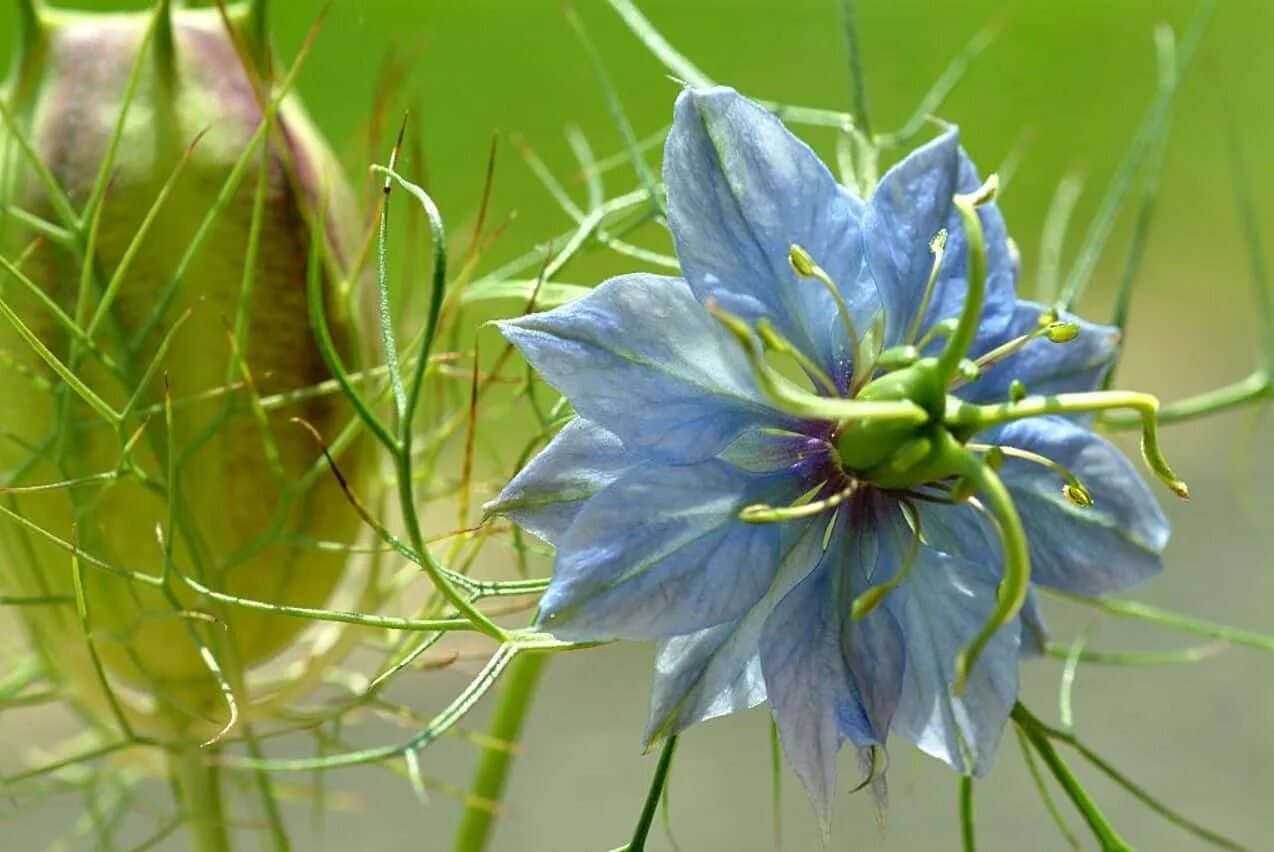 Knows that plants. Нигелла посевная. Нигелла дамасская голубая. Nigella Sativa (Чернушка посевная). Тмин черный (нигелла).