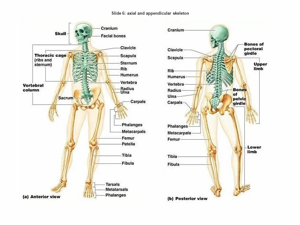 Амортизация скелета. Axial and Appendicular Skeleton. Строение мужского скелета. Костная система женщины. Скелет человека лучшее качество.